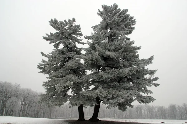雪のある美しい冬の風景 — ストック写真