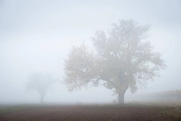 Nebliger Morgen Nebel — Stockfoto