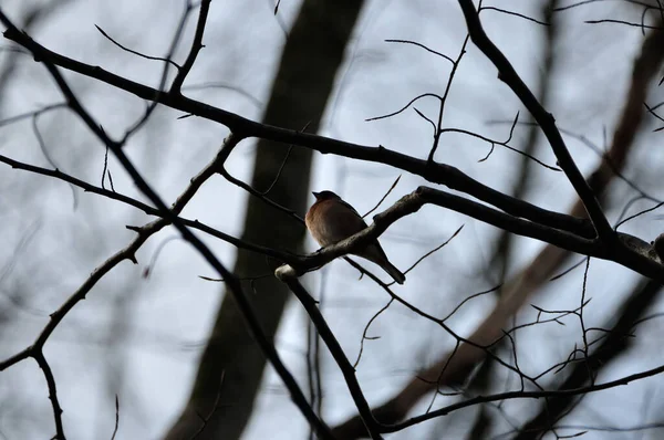 Vogel Auf Einem Baum — Stockfoto