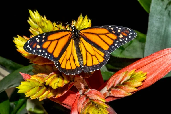 Germany Rhineland Palatinate Butterflies Tropical House Sayn — Stock Photo, Image