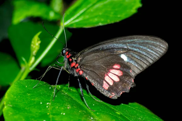 Alemania Renania Palatinado Mariposas Casa Tropical Sayn —  Fotos de Stock