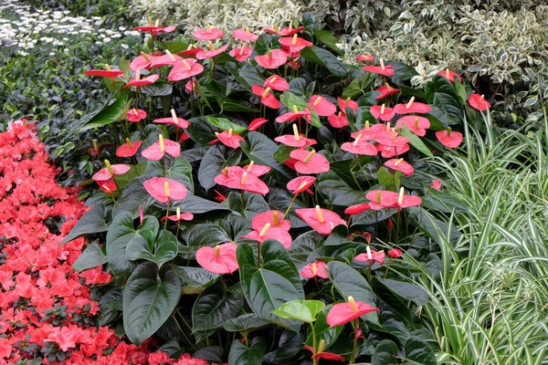 Belles Fleurs Dans Jardin — Photo