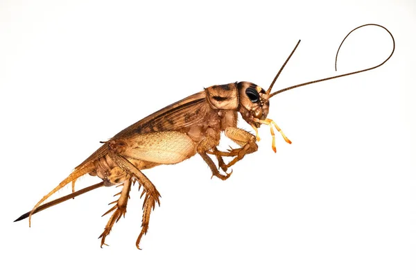 Kakkerlak Geïsoleerd Witte Achtergrond — Stockfoto