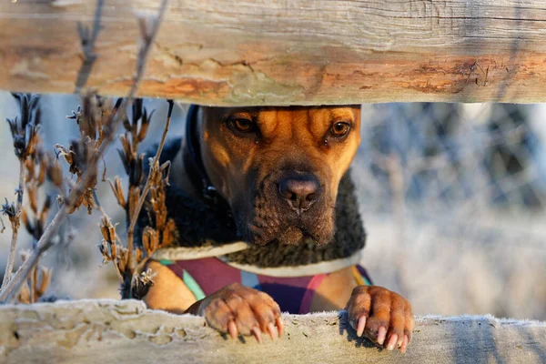 Mijn Pitbull Crossbred Kijkt Door Ijskoud Houten Hek Mijn Tuin — Stockfoto