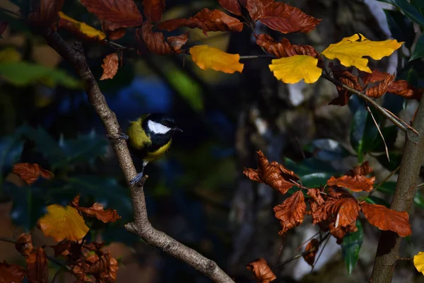 Feuilles Automne Flore Saison Automne — Photo