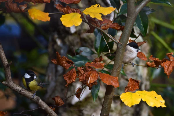 Hermoso Pájaro Bosque — Foto de Stock