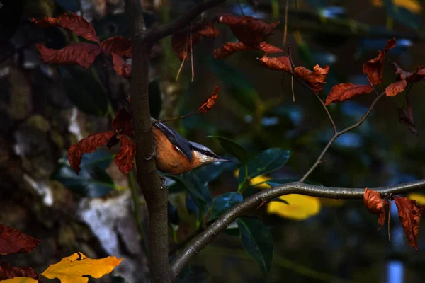 Красивые Осенние Листья Осенний Сезон Флоры — стоковое фото