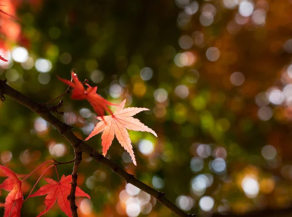 Folhas Outono Floresta — Fotografia de Stock