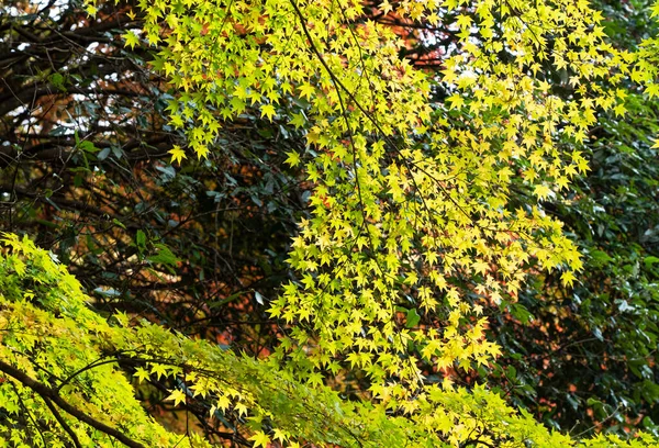 Herbst Blätter Herbst Jahreszeit Flora — Stockfoto