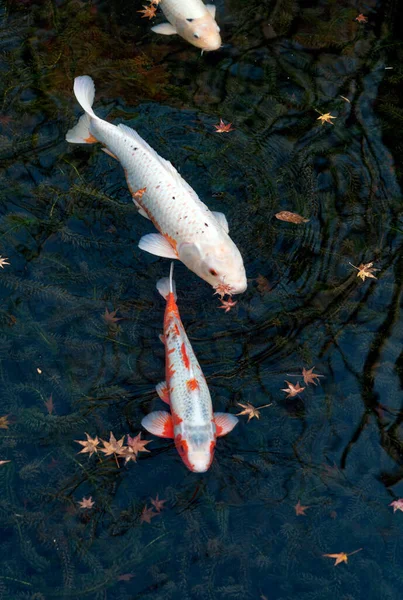 Fisk Vattnet — Stockfoto