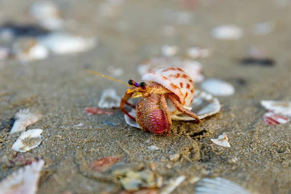 Krab Pláži — Stock fotografie