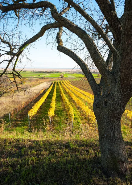 Beautiful Landscape Tree Countryside — Stock Photo, Image