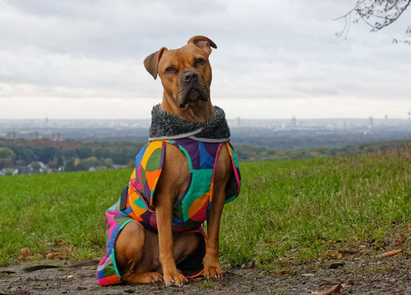 Pitbulltype Hond Met Hondenjas Zittend Voor Keulen — Stockfoto