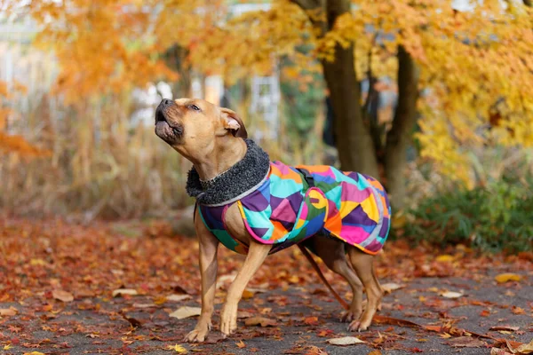 Hond Herfstpark — Stockfoto