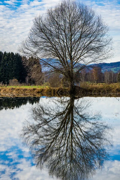 Reflektierender Baum Teich — Stockfoto