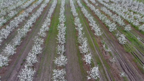 Floreciente Jardín Ciruela Joven Vista Superior Palmo Del Dron Sobre —  Fotos de Stock