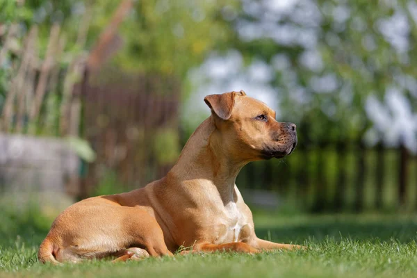 Alerted Beautiful Dog Lying Lawn Garden Summer — Stock Photo, Image