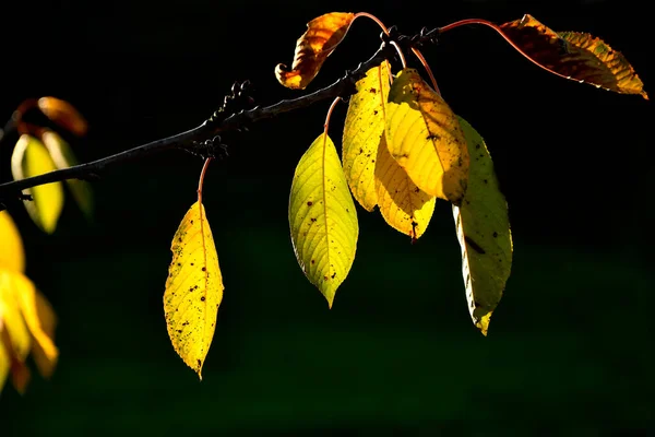 在黑色背景上的黄色秋天的落叶 — 图库照片