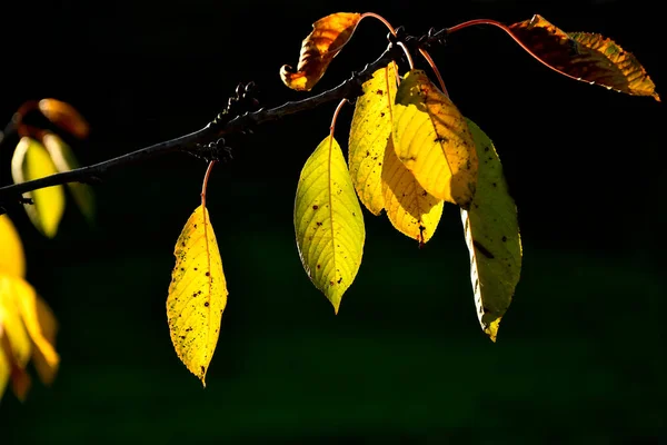 Folhas Outono Amarelo Fundo Preto — Fotografia de Stock