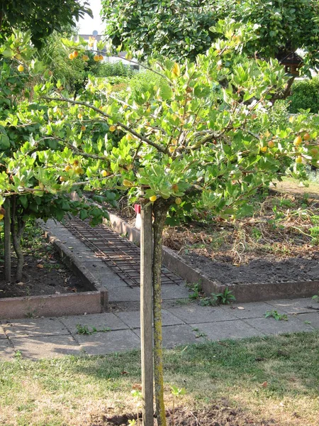 Jardín Verde Con Frutas Verduras Maduras — Foto de Stock