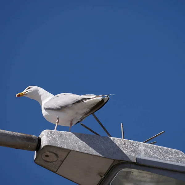 Gaivota Porto Hoernum Sylt Alemanha — Fotografia de Stock