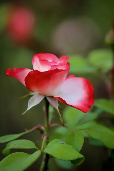 Роза Розквітла Трояндовому Кущі — стокове фото