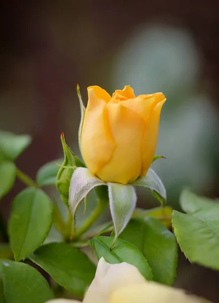 Eine Rosenblüte Auf Einem Rosenbusch — Stockfoto