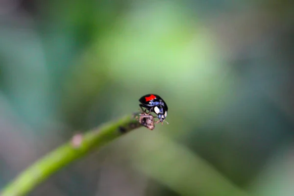 Una Mariquita Que Tiene Alas Color Rojo Clásico Con Puntos —  Fotos de Stock