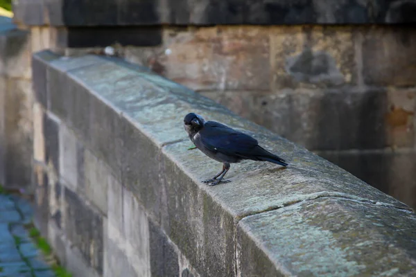 Een Portret Van Een Kauw Jackdaws Behoren Tot Kraaien Familie — Stockfoto