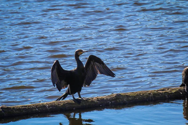 Cormorán Está Parado Una Viga Río — Foto de Stock