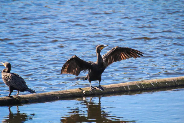 Ein Kormoran Steht Auf Einem Balken Einem Fluss — Stockfoto