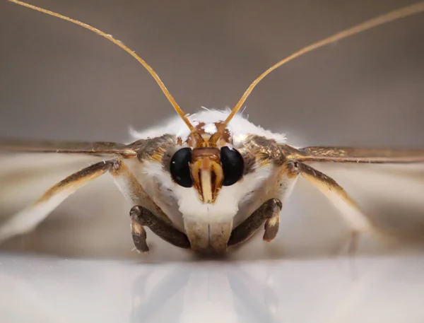 Cydalima Perspectalis Una Pequeña Mariposa Familia Crambidae Que Destruye Los — Foto de Stock