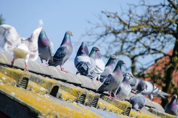 Palomas Ciudad — Foto de Stock