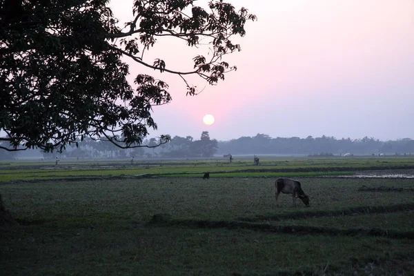 在印度西孟加拉邦的桑达尔班斯 一头在日落时放牧草的母牛的风景 — 图库照片