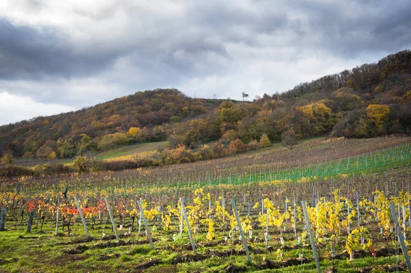 Viñedo Temporada Otoño — Foto de Stock