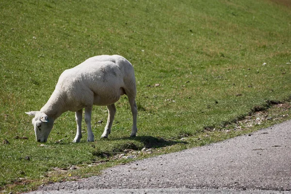 Schafe Bei Tinnum Einem Dorf Auf Der Insel Sylt Deutschland — Stockfoto