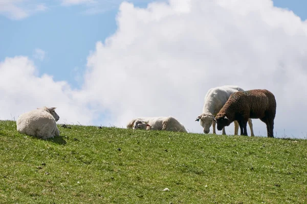 Ovelhas Perto Tinnum Uma Aldeia Ilha Sylt Alemanha — Fotografia de Stock