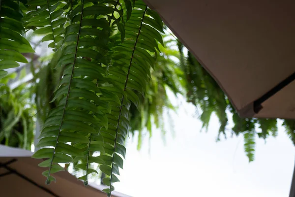 Groene Varens Opknoping Plant Pot Het Resort Bevoorraden Foto — Stockfoto