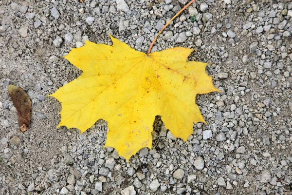 Feuilles Automne Jaunes Sur Sol — Photo