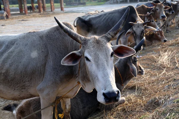 Gruppo Mucche Riposa Campo Nel Villaggio Kumrokhali Bengala Occidentale India — Foto Stock