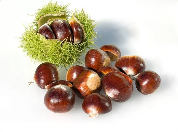 Castagne Sfondo Bianco — Foto Stock