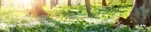 Sok Fehér Tavaszi Oxalis Virágok Napsütéses Napon Erdőben Tavasszal Vad — Stock Fotó