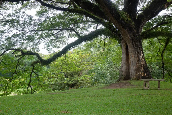 Hermosa Vista Del Parque —  Fotos de Stock