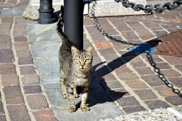 Lombardy Talya Küçük Bir Kasabada Dost Bir Tekir Kedi — Stok fotoğraf