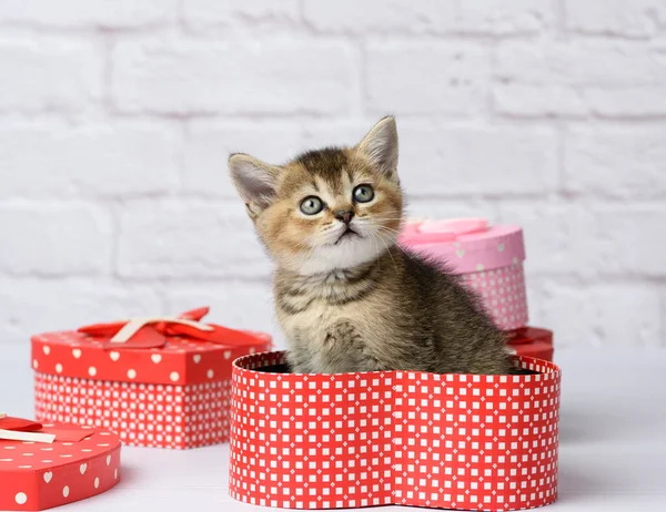 Cute Kitten Scottish Golden Chinchilla Straight Breed Sits White Background — Stock Photo, Image