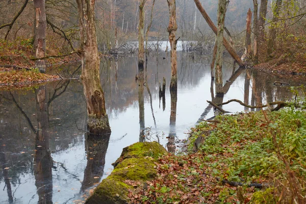 Árvores Mortas Estão Água Lago — Fotografia de Stock
