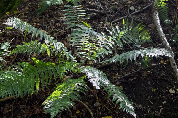 Helecho Verde Bosque — Foto de Stock