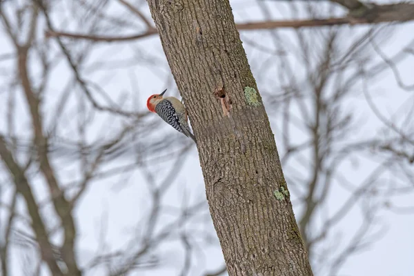 Red Bellied Woodpecker Alimentação Floresta Deer Grove Preserve Illinois — Fotografia de Stock