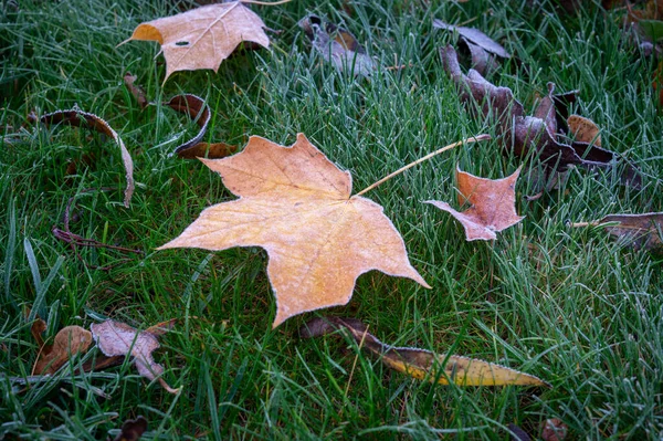 Ассортимент Осенних Осенних Листьев Покрытых Инеем Лежащих Зеленой Траве Акцентом — стоковое фото
