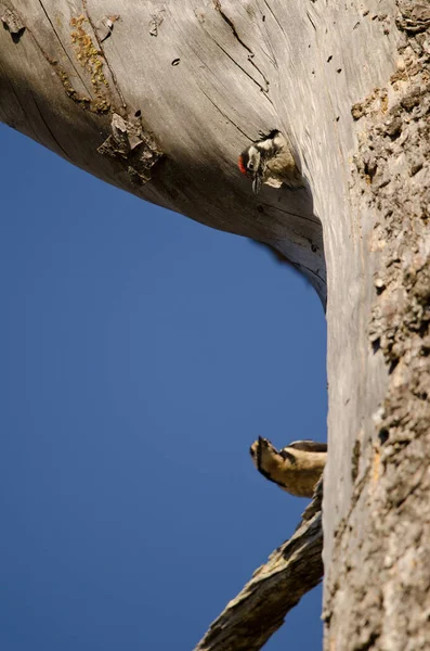 偉大な斑点のあるキツツキDendrocopos主要なThanneri 背景にある巣と女性をチェックします イナグア グラン カナリア カナリア諸島 スペイン — ストック写真